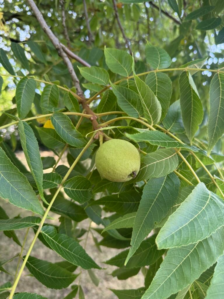 Black walnut
