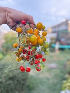 Produce